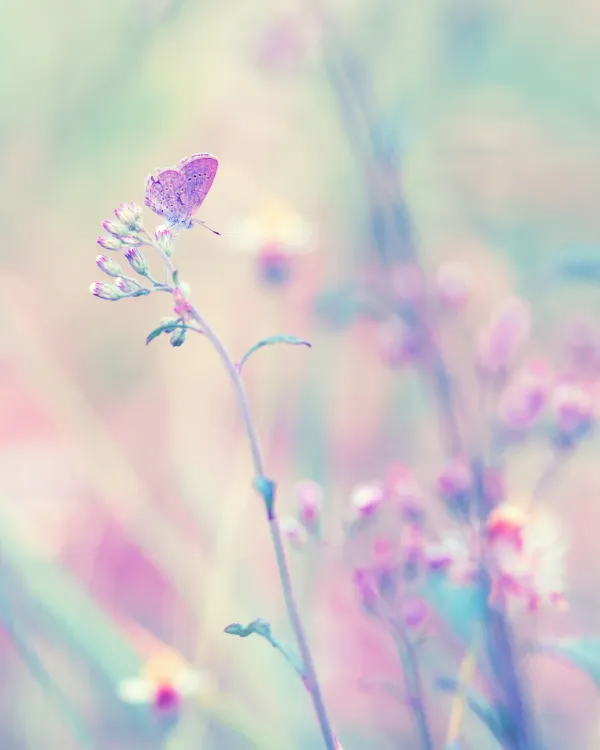 Lovara élménycoaching pillangó coachoknak